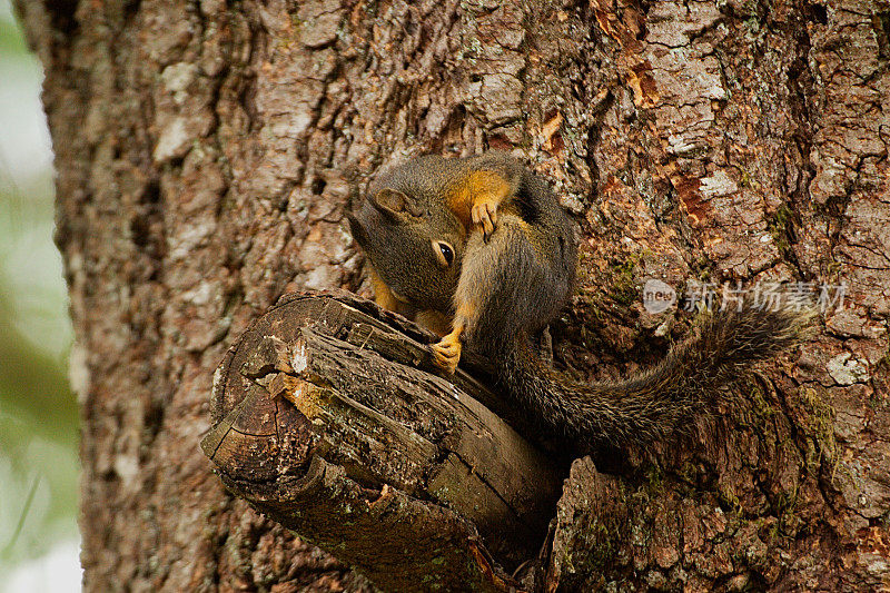 道格拉斯松鼠(Tamiasciurus douglasii)在杉树梳理